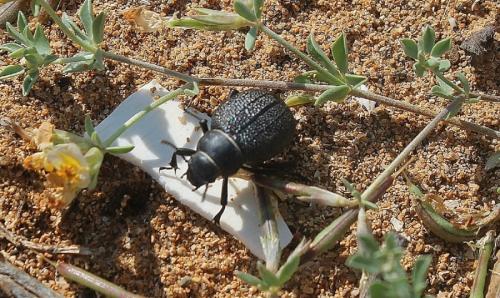 Pimelia cribra
